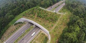 What Are Wildlife Corridors?