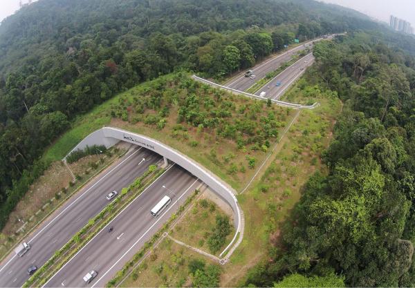 What Are Wildlife Corridors?