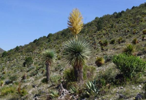 Xerophytes - Definition, Types and Examples - What are xerophytic plants?