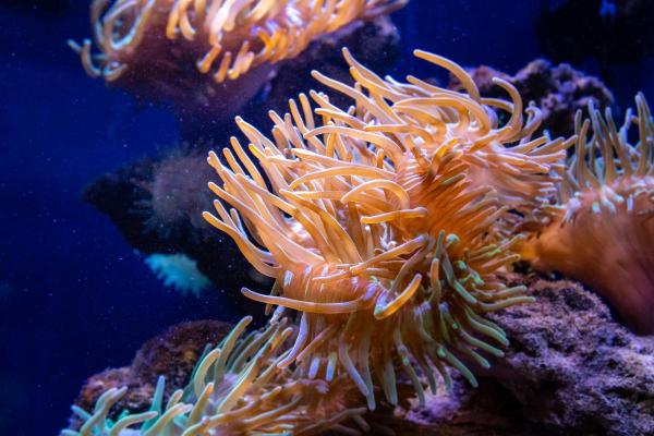 What Are Zooxanthellae? - Definition, Life Cycle and Function - What are zooxanthellae?