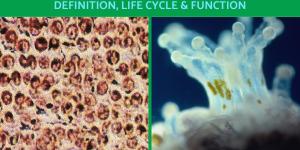 What Are Zooxanthellae? - Definition, Life Cycle and Function