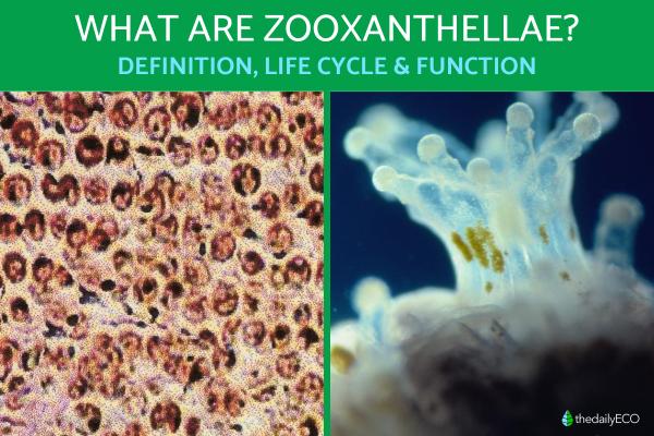 What Are Zooxanthellae? - Definition, Life Cycle and Function