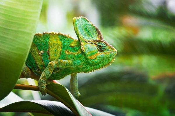 What Causes Chameleons to Change Color?