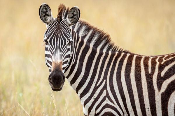 What Color Are Zebras?
