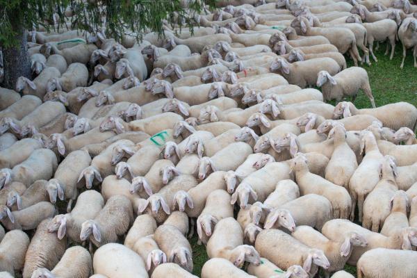 What Are the Benefits of Transhumance? - What countries is transhumance practiced?