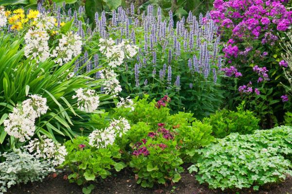 What Are Perennial Plants? - What defines a perennial plant?