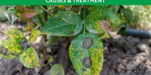 What Do Black Spots on Leaves Mean?