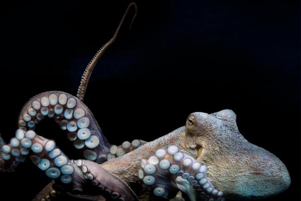 What Are Cephalopods? - Examples & Key Features - What do cephalopods eat?