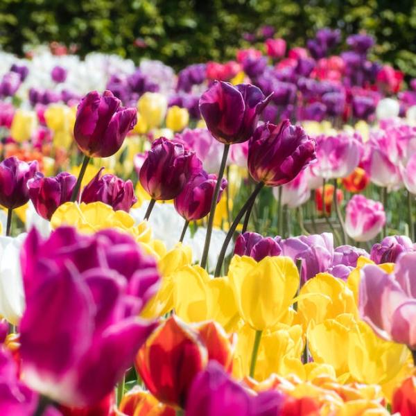 What Do Red Tulips Symbolize? - What do different color tulips mean?