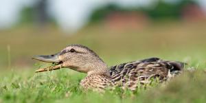 What Do Ducks Eat?
