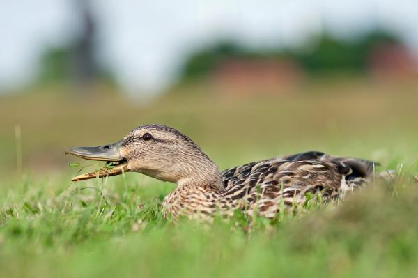 What Do Ducks Eat?
