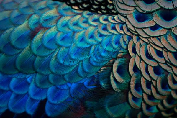 What Do Feathers Do? - 7 Functions & Benefits for Birds