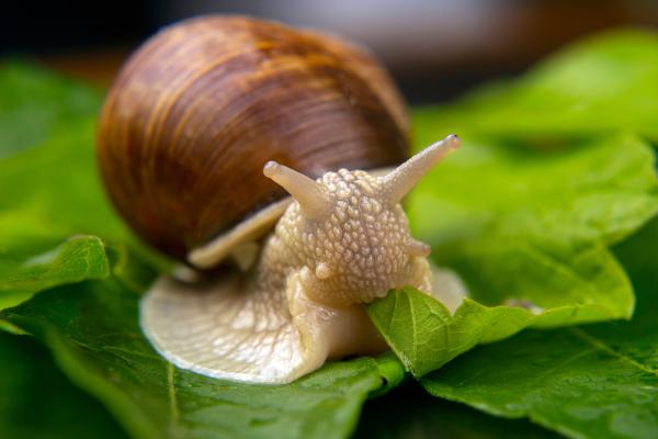 What Are Gastropods in Biology? - What do gastropods eat?