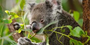 What Do Koalas Eat and Drink?