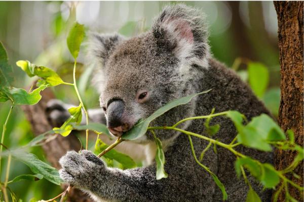 What Do Koalas Eat and Drink?