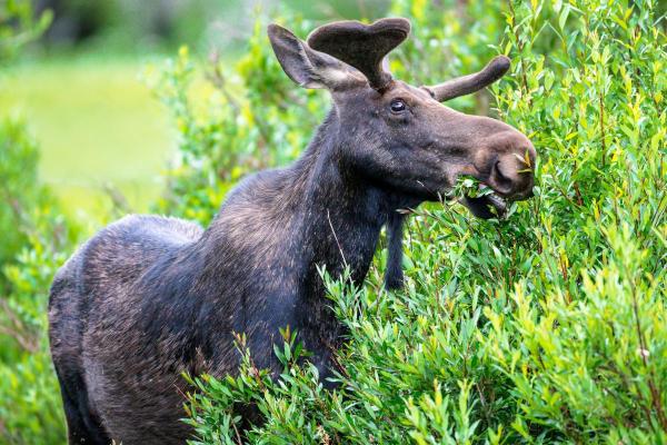 What Are the Different Types of Moose? - What do moose eat?