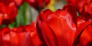 What Do Red Tulips Symbolize?