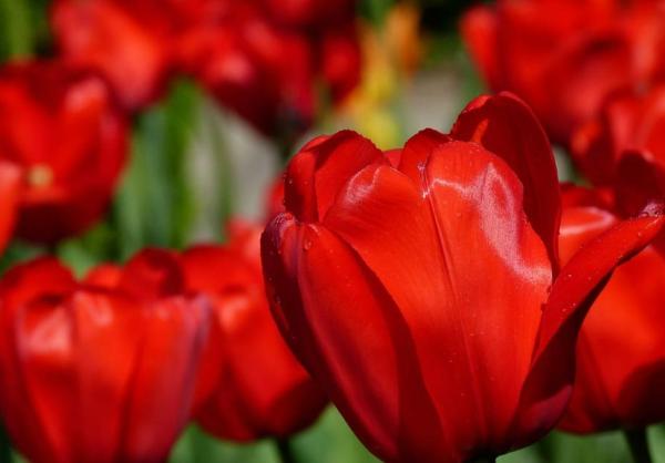 What Do Red Tulips Symbolize?