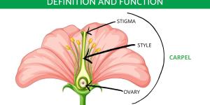 What Do the Carpals Do in a Flower?