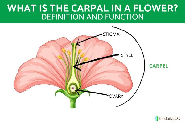 What Do the Carpals Do in a Flower?