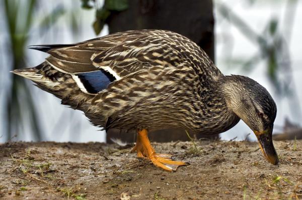 What Do Ducks Eat? - What do wild ducks eat?