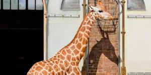 What Do Zookeepers Do?