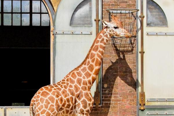 What Do Zookeepers Do?
