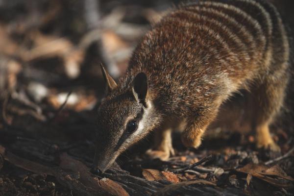 What Is a Numbat Animal? - What does a numbat eat?