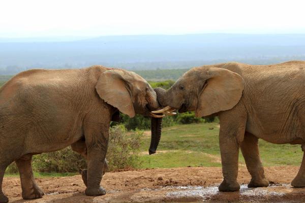 What Is Ethology the Study Of? - What does ethology study?