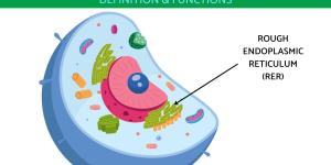What Does the Rough Endoplasmic Reticulum Do?