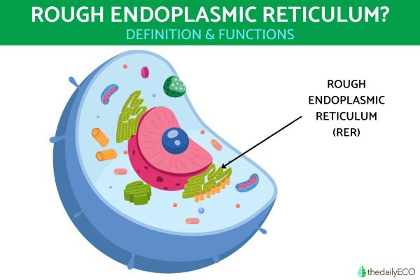 What Does the Rough Endoplasmic Reticulum Do?