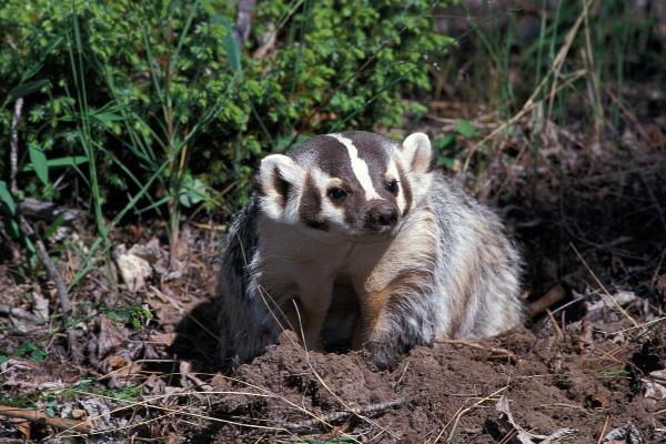 Difference Between Badger vs. Raccoon - What is a badger?