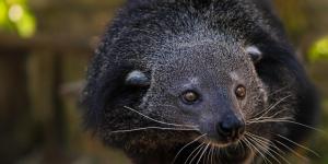 What Is a Binturong?