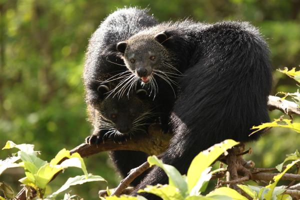 What Is a Binturong? - What is a binturong and its characteristics