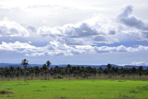The Difference Between Biome vs. Ecosystem - What is a biome?