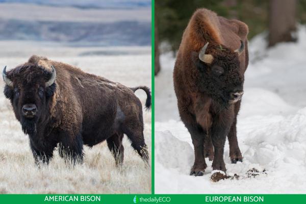 Differences Between Water Bison vs. Buffalo - What is a bison?