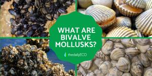 What Is a Bivalve Mollusk?