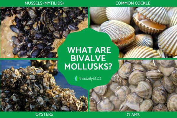 What Is a Bivalve Mollusk?