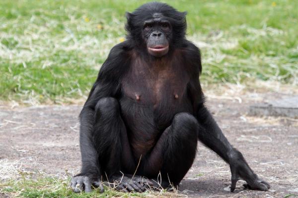 What Is the Difference Between a Bonobo and a Chimpanzee? - What is a bonobo?