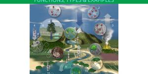 What Is a Carbon Sink Used For?