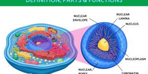 What Is a Cell Nucleus and Its Function?