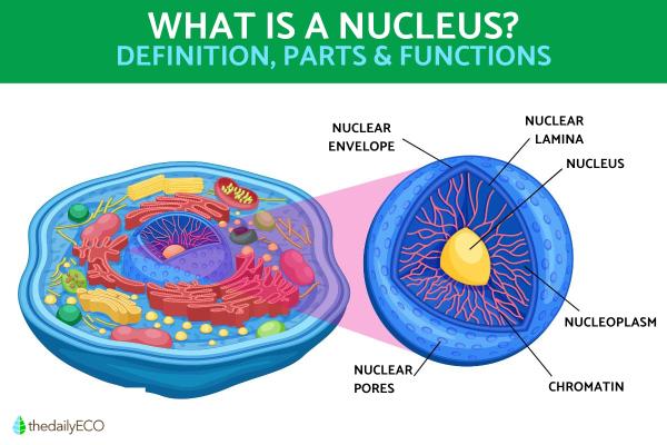 What Is a Cell Nucleus and Its Function?