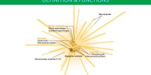 What Is a Centrosome and Its Function?