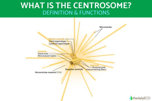 What Is a Centrosome and Its Function?