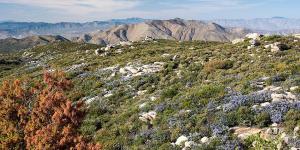 What is a Chaparral Biome?