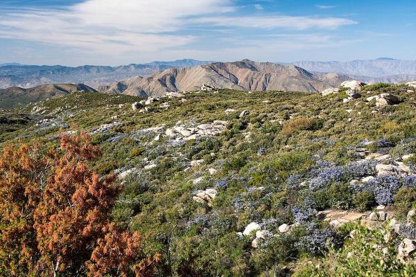 What is a Chaparral Biome?