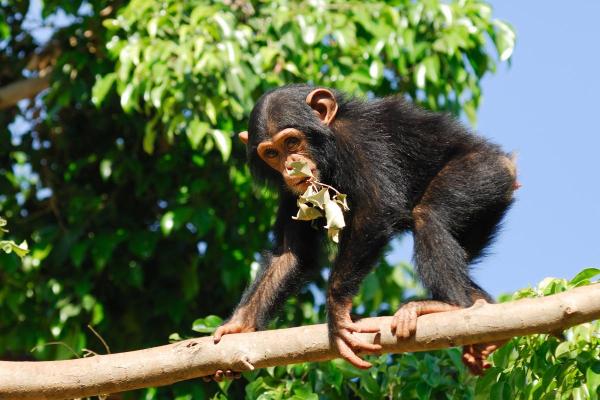 What Is the Difference Between a Bonobo and a Chimpanzee? - What is a chimpanzee?