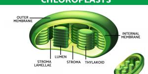 What Is a Chloroplast and Its Function?