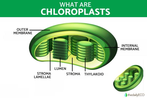 What Is a Chloroplast and Its Function?