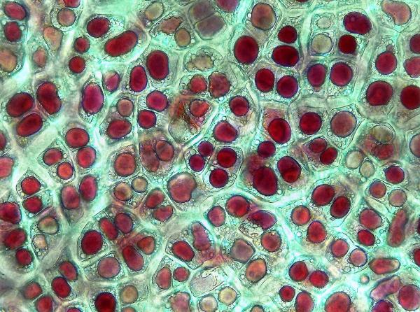 What Are Chromoplasts? - What is a chromoplast?